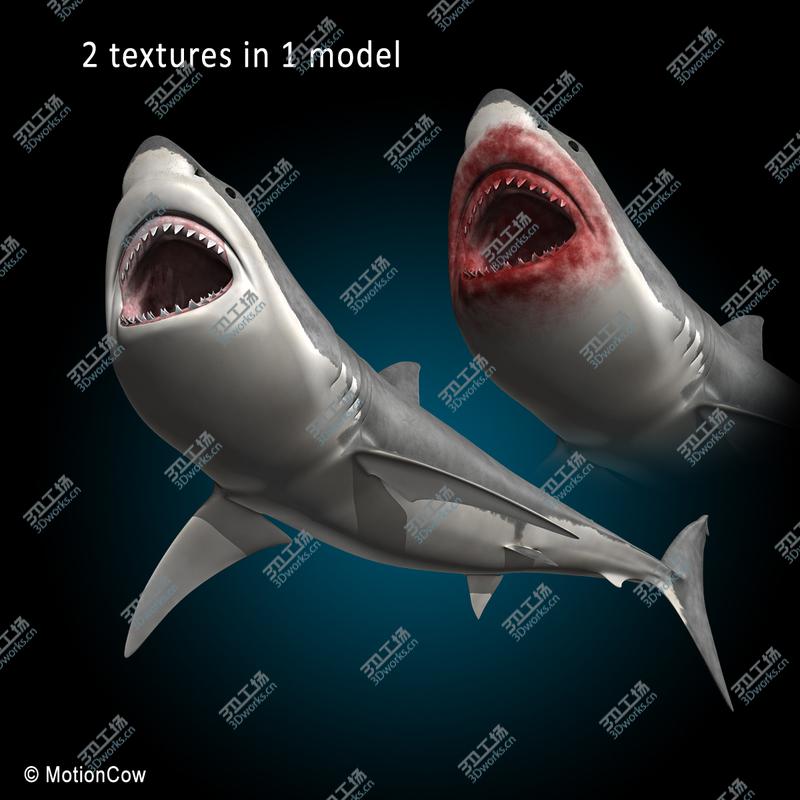 images/goods_img/20210114/Great White Shark/3.jpg